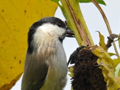 ヒマワリの種を食べるハシブトガラ