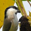 ヒマワリの種を食べるハシブトガラ