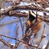 頬がかゆいヤマガラ