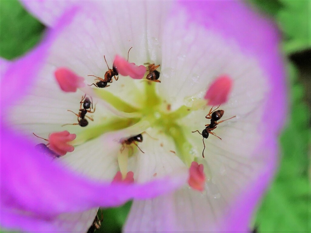 イヌサフランと蟻