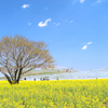 菜の花3