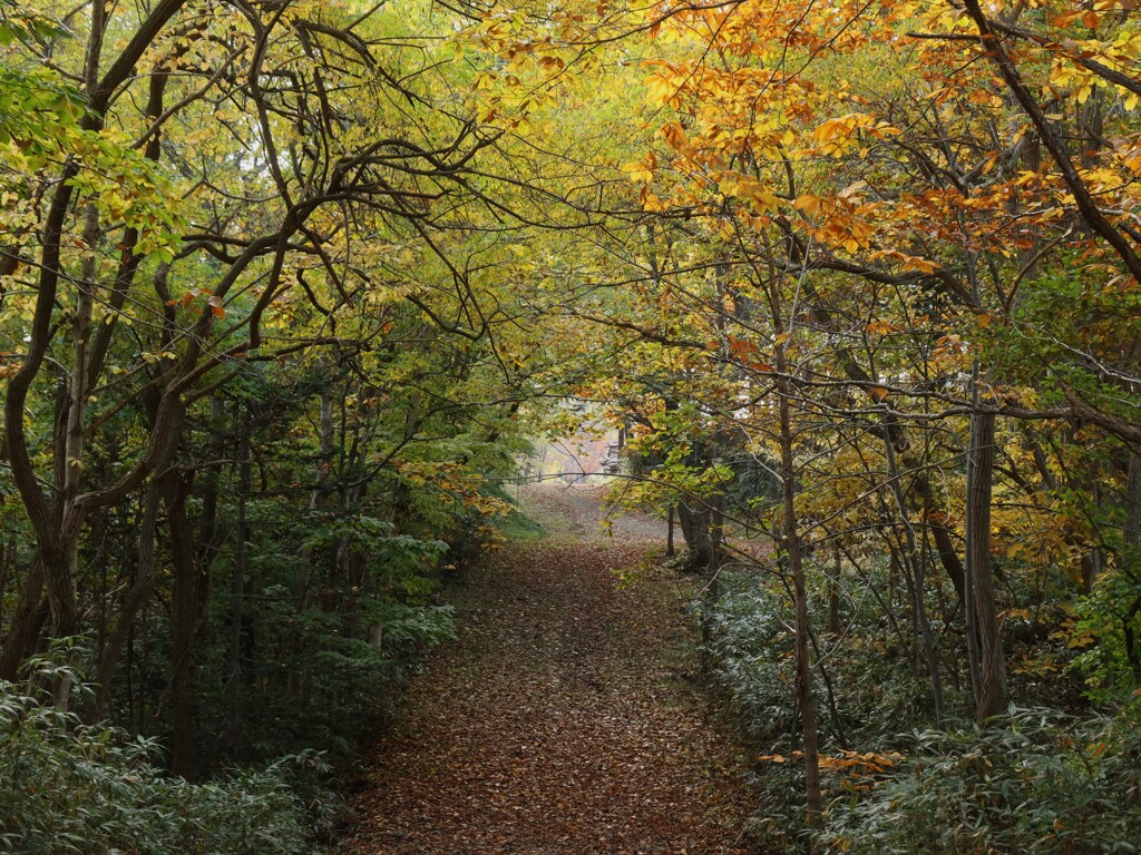 秋の散策路