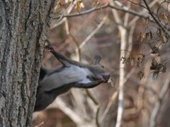 カエデの種子を食べるエゾリス