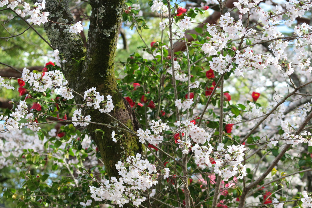 桜と椿