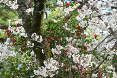 桜と椿