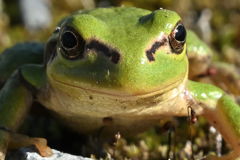 くちチャック