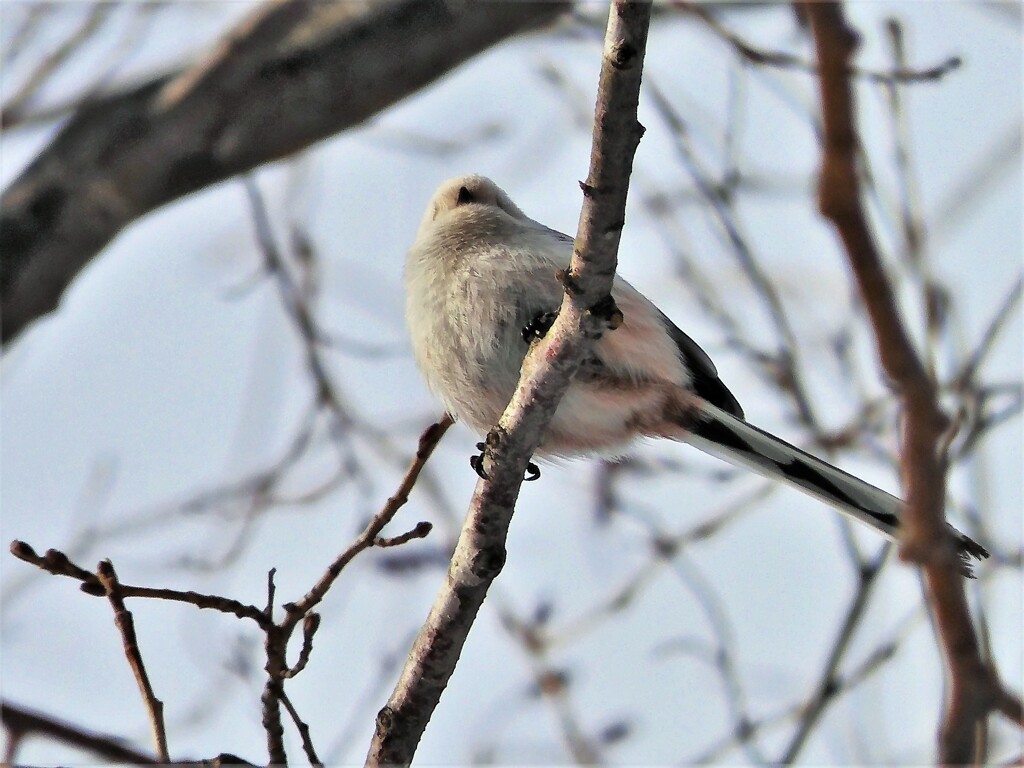 シマエナガ