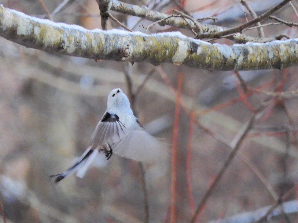 飛行中