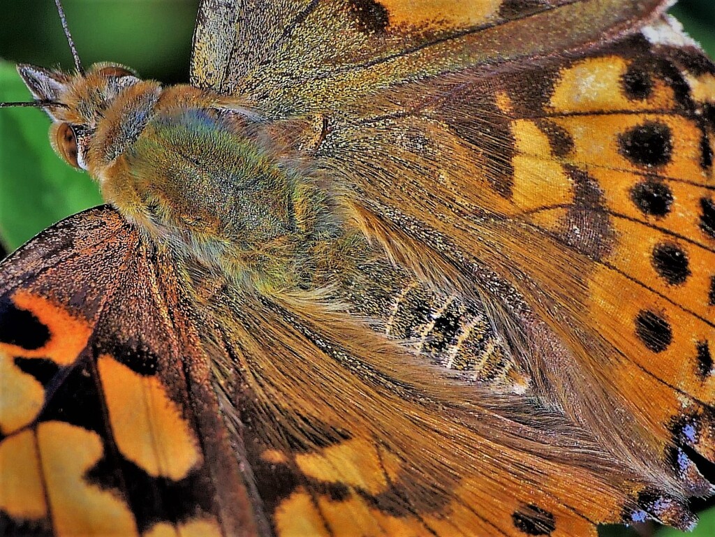ヒメアカタテハ