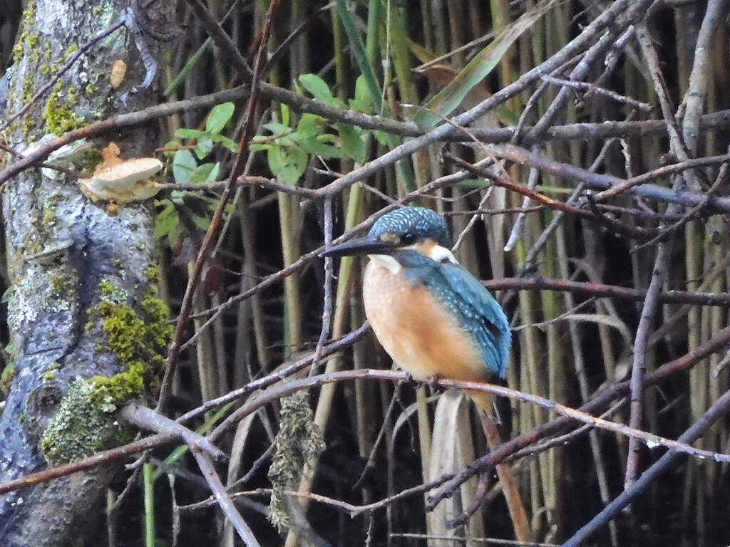 カワセミ