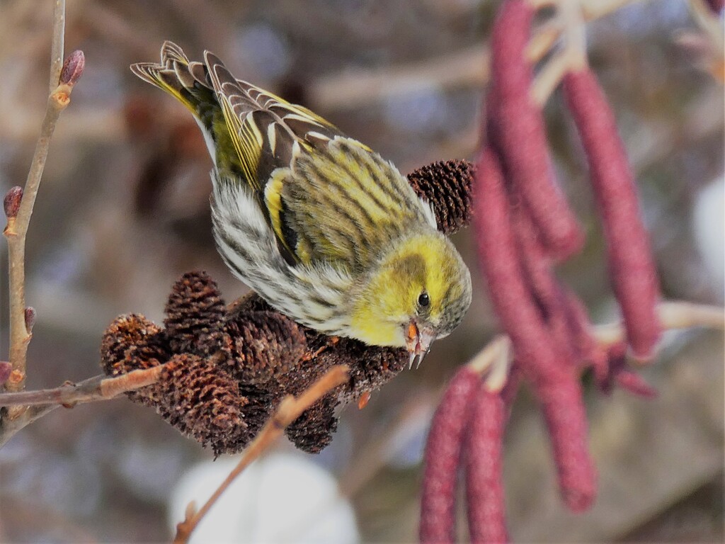 マヒワ