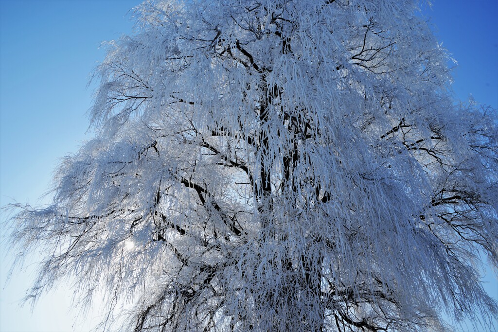 冬の枝垂れ柳