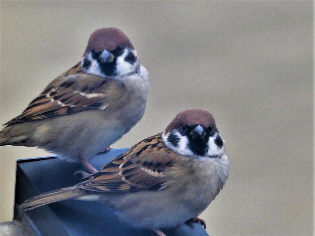 悪そうな二羽組