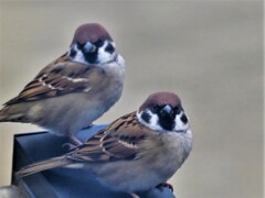 悪そうな二羽組