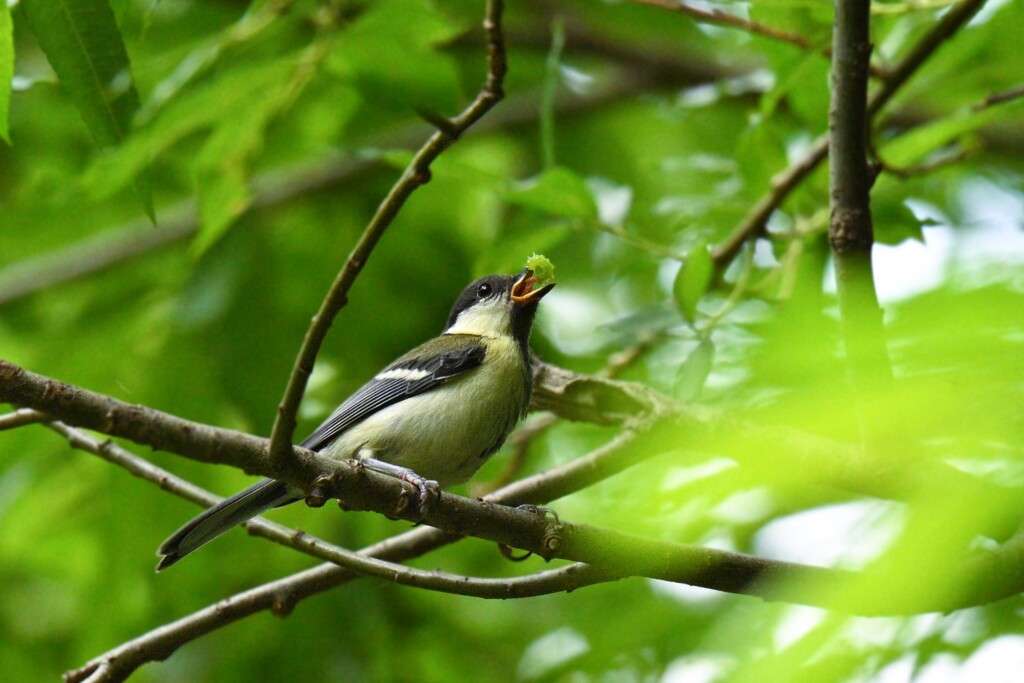 シジュウカラの幼鳥