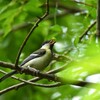 シジュウカラの幼鳥