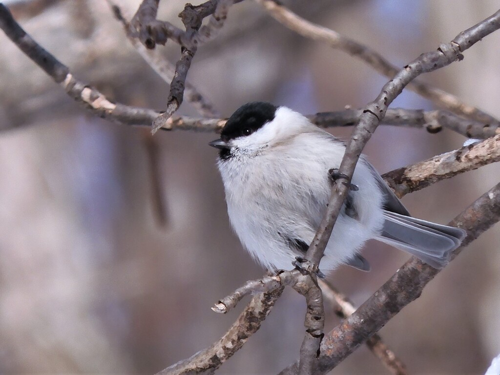 もふもふのハシブトガラ