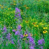 公園の花