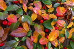 コトネアスター