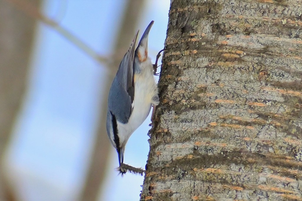 ゴジュウカラの食事