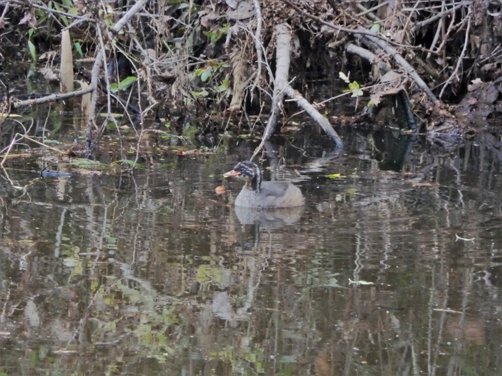 寂しいカイツブリの子