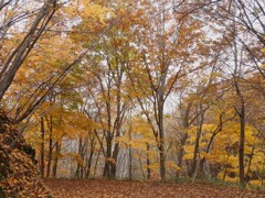 秋の散策路（2）