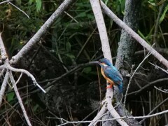 カワセミ