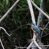 カワセミ