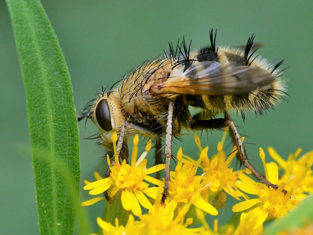 コガネオオハリバエ