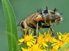 コガネオオハリバエ