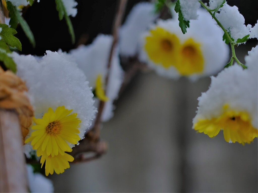 雪が降りました。