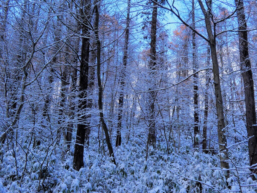 雪の森