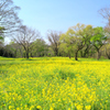 菜の花2
