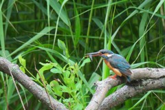 カワセミ