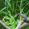 カワセミ