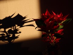 ポインセチア