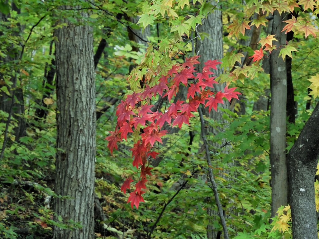 紅葉