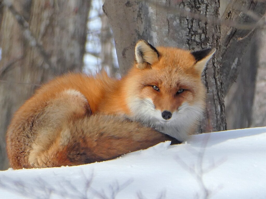 お昼のキタキツネ