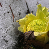 残雪のフキノトウ