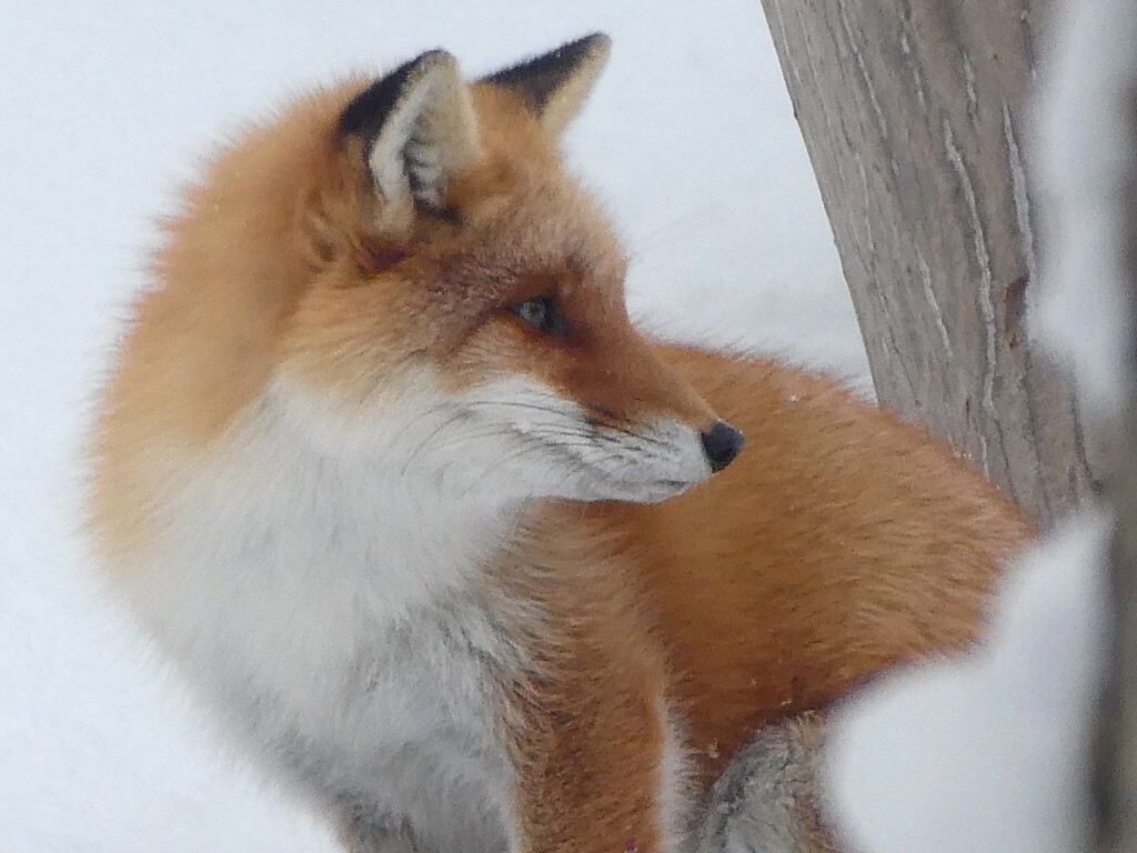 キタキツネの横顔