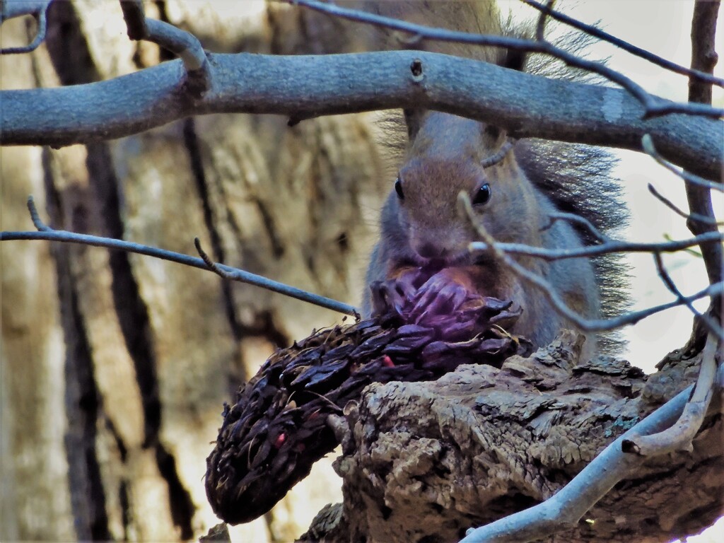 朴の実を食べるエゾリス