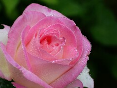 霧雨のバラ