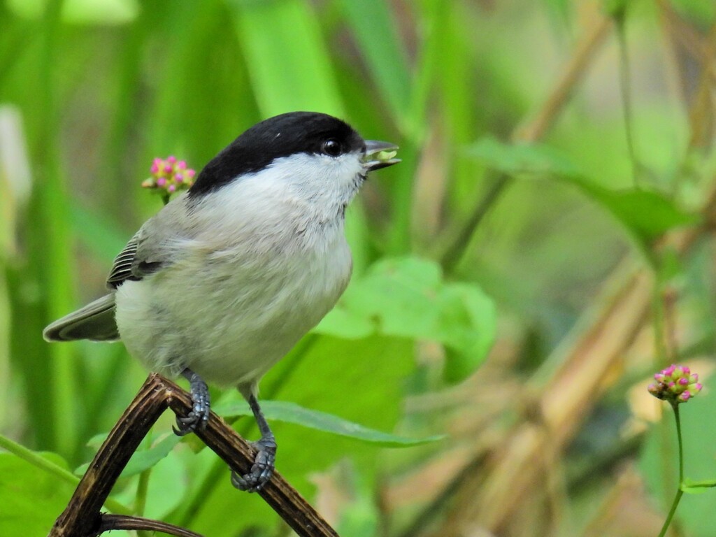 ハシブトガラ