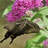 ミヤマカラスアゲハ変異種？