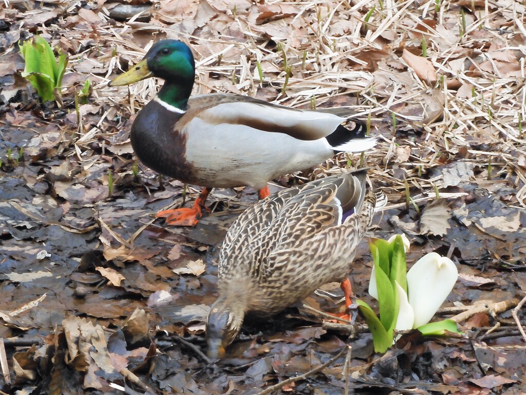 カモとミズバショウ