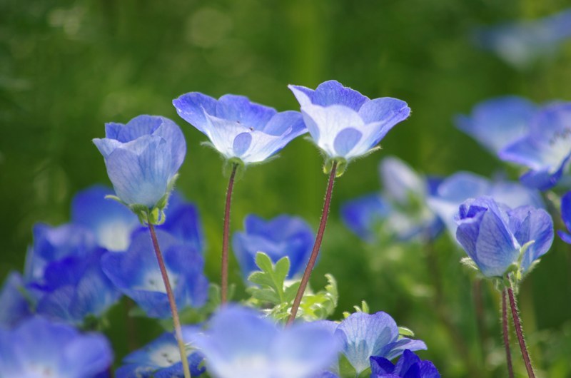 blue flowers