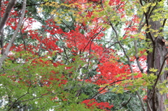 紅葉