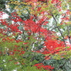紅葉