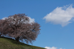 雲と桜