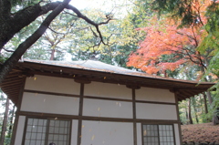 もみじ林